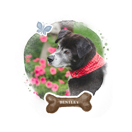 Circle Dog Portrait