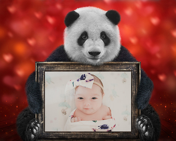 Panda Frame